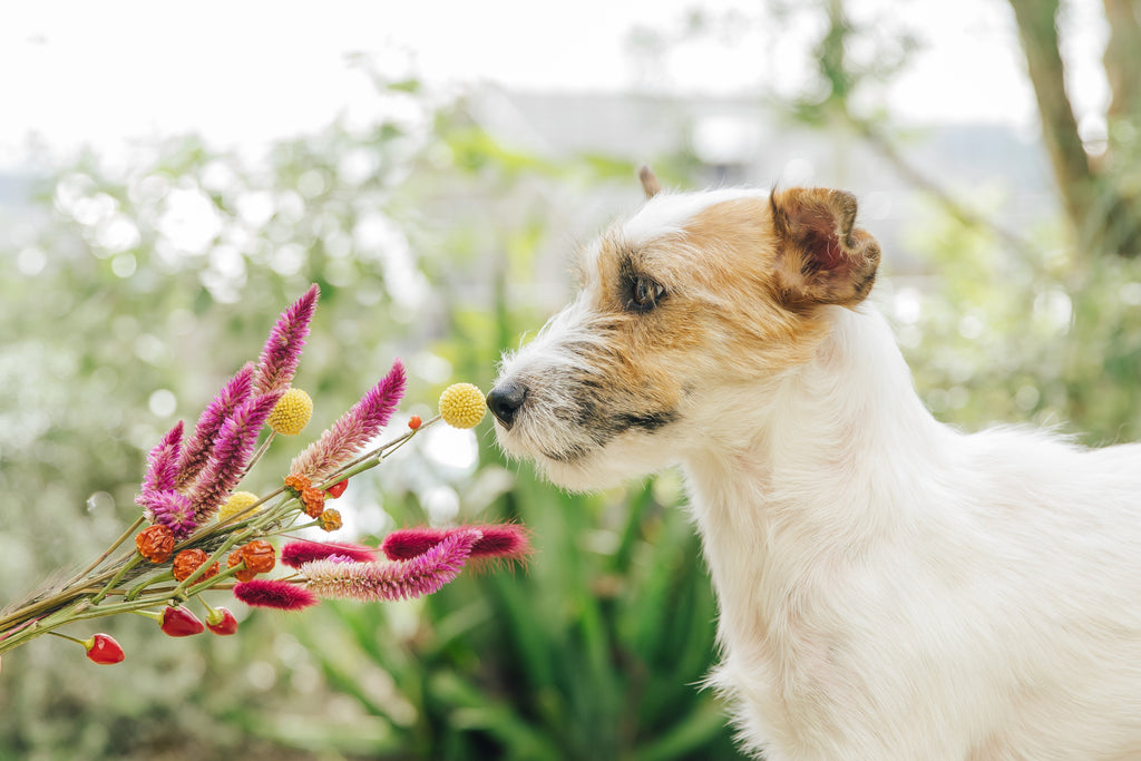 I migliori profumi naturali per cani: guida alle 3 linee ShizenPet