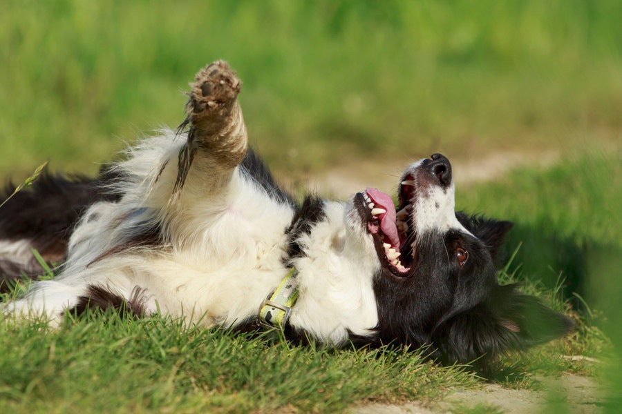 Perché i cani si rotolano nelle cose puzzolenti? La risposta ti sorprenderà