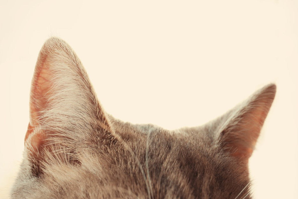 Come pulire le orecchie al gatto: guida con prodotti naturali