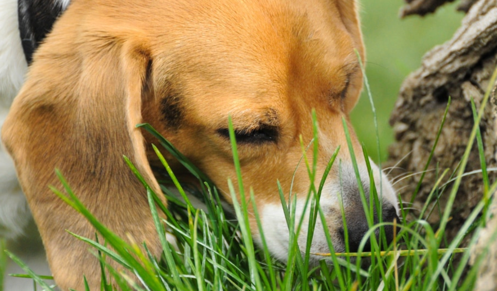 Il tuo cane mangia l'erba? Ecco cosa sta cercando di dirti