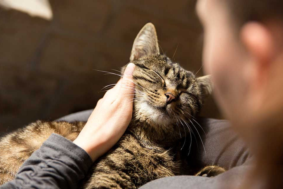 Perché il gatto fa le fusa? La risposta è più sorprendente di quello che pensi