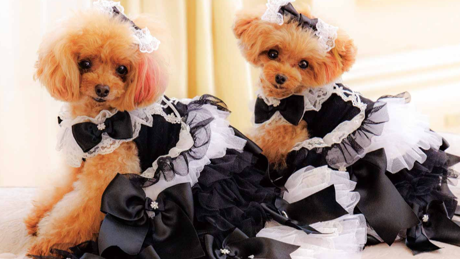 307 euro per un vestito da chihuahua: 5 cose che devi sapere sulla pet fashion di lusso