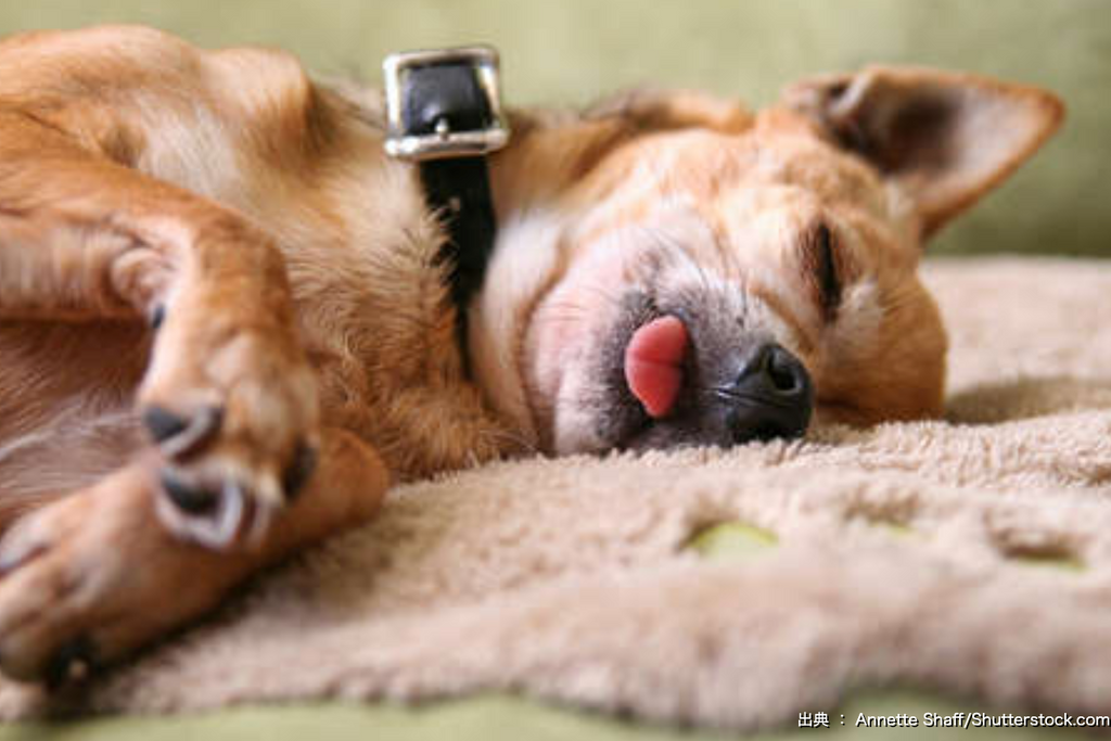 Il cane sogna? Cosa succede davvero mentre dorme