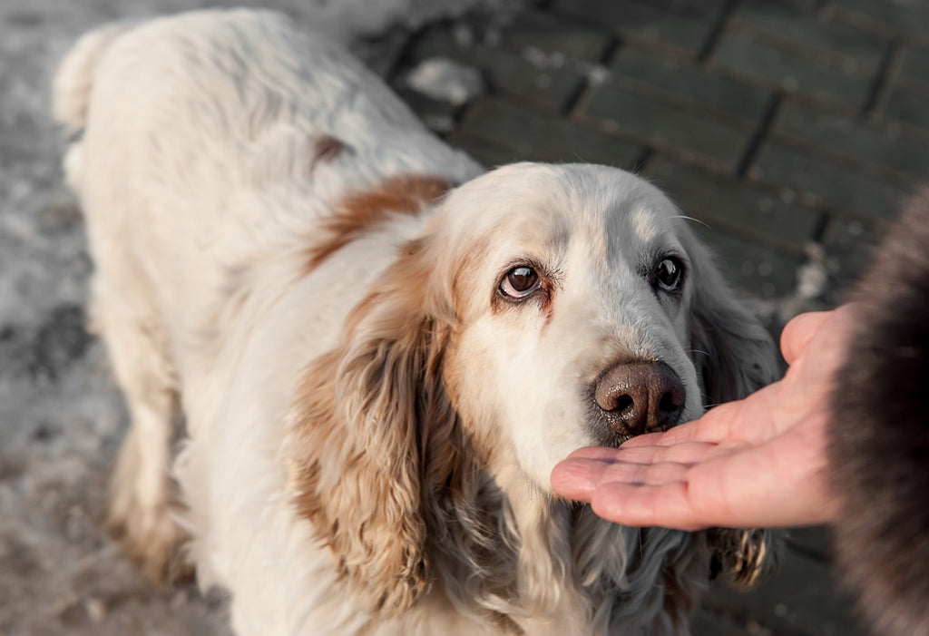 Profumo naturale per cane: cosa cercare (e cosa evitare)