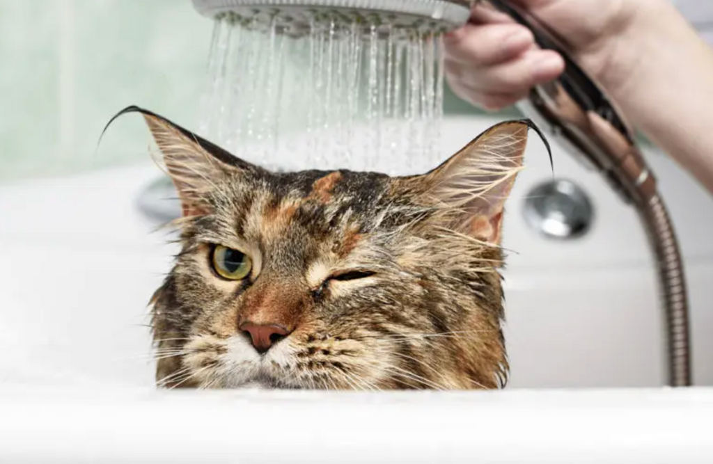 Gatto e acqua: shampoo secco o mousse? Come lavare un gatto che odia bagnarsi