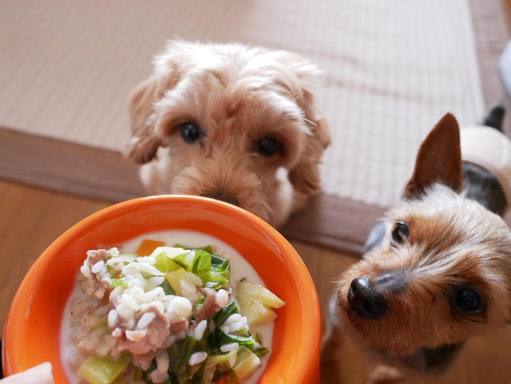 Petcare sostenibile: perché i prodotti biologici dal Giappone fanno la differenza?