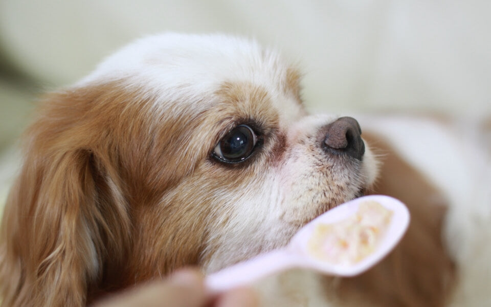 Allergie alimentari nei cani: come riconoscerle e cosa fare