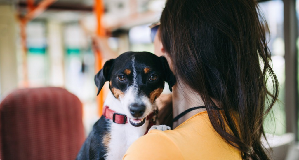 Viaggiare con il tuo animale sui mezzi pubblici: regole, consigli e rispetto per gli altri