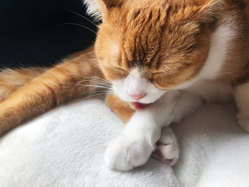 Il bicarbonato fa male ai cani e gatti? La risposta che nessuno ti dà chiaramente