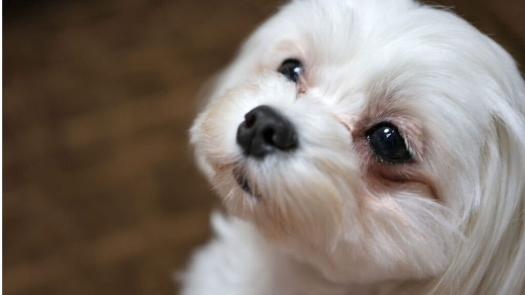 Macchie da lacrimazione in cani e gatti: cause e rimedi naturali