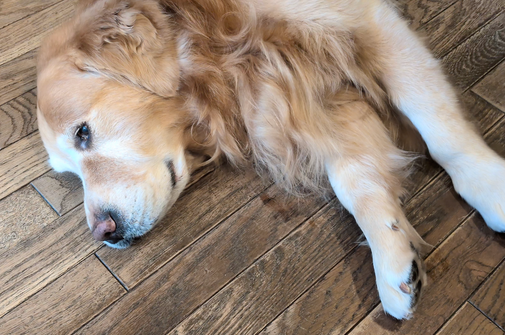 Cura del pelo nel cane anziano: cosa cambia e come adattare la routine