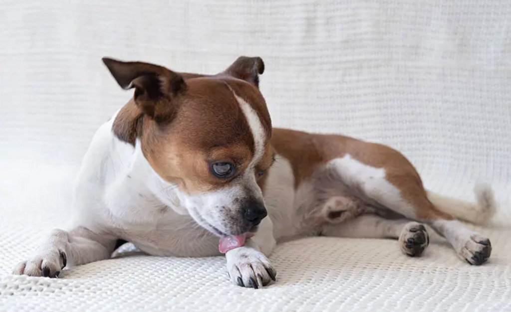 Perché il cane si lecca le zampe? Le cause più comuni e cosa fare