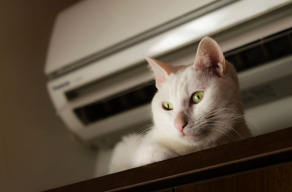 Estate e gatti: 7 problemi più comuni e come affrontarli