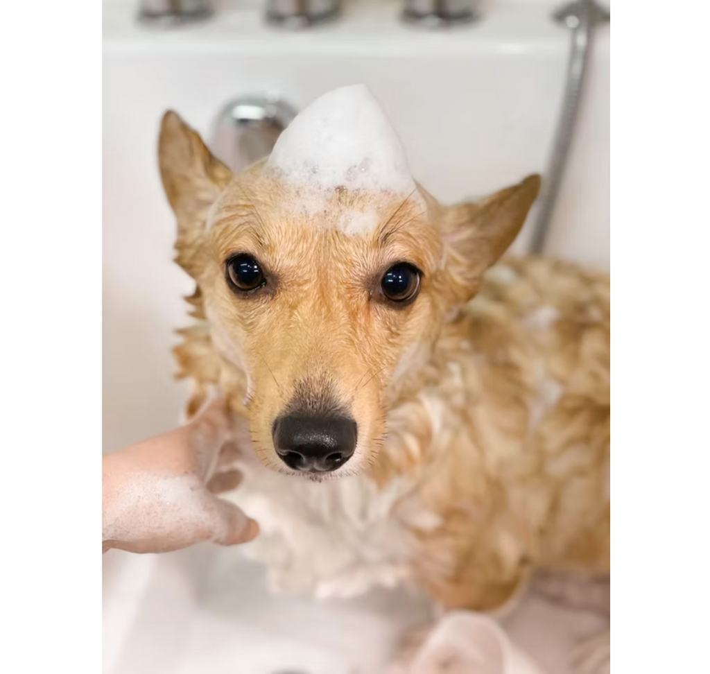 Shampoo Mousse Botanico 200ml